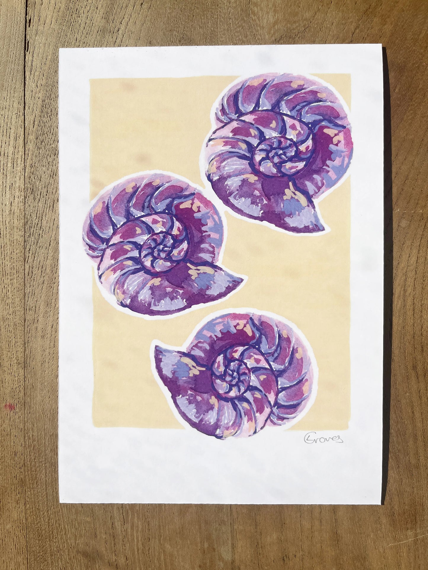 Moon shells 'Coastal Collection'