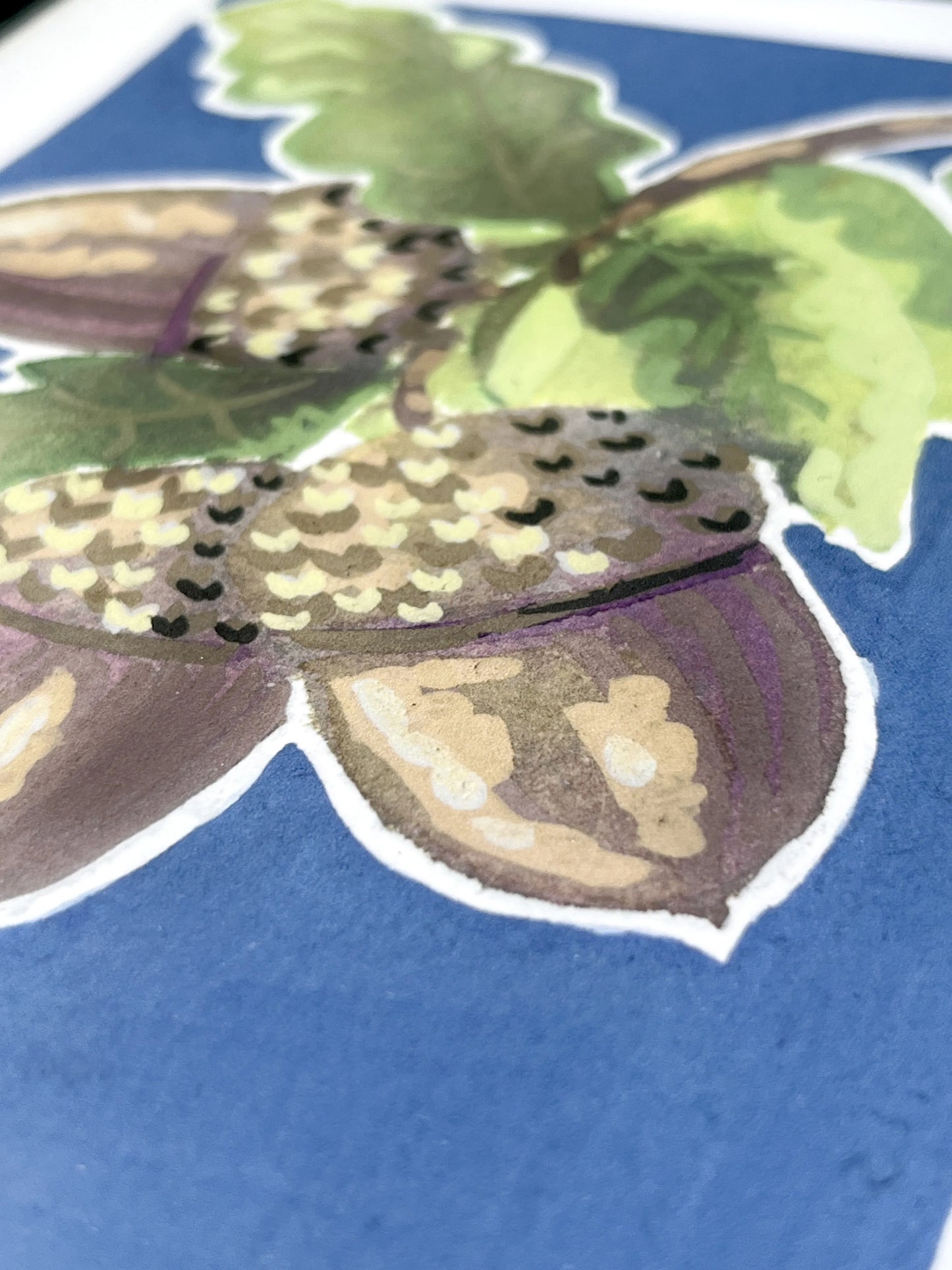 Acorn      'Woodland Collection'