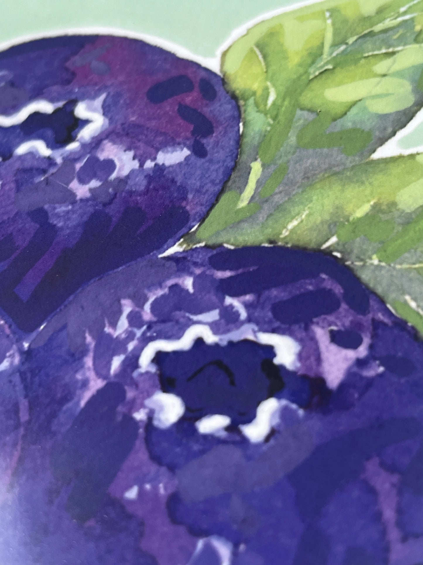Blueberry   'Kitchen Collection'
