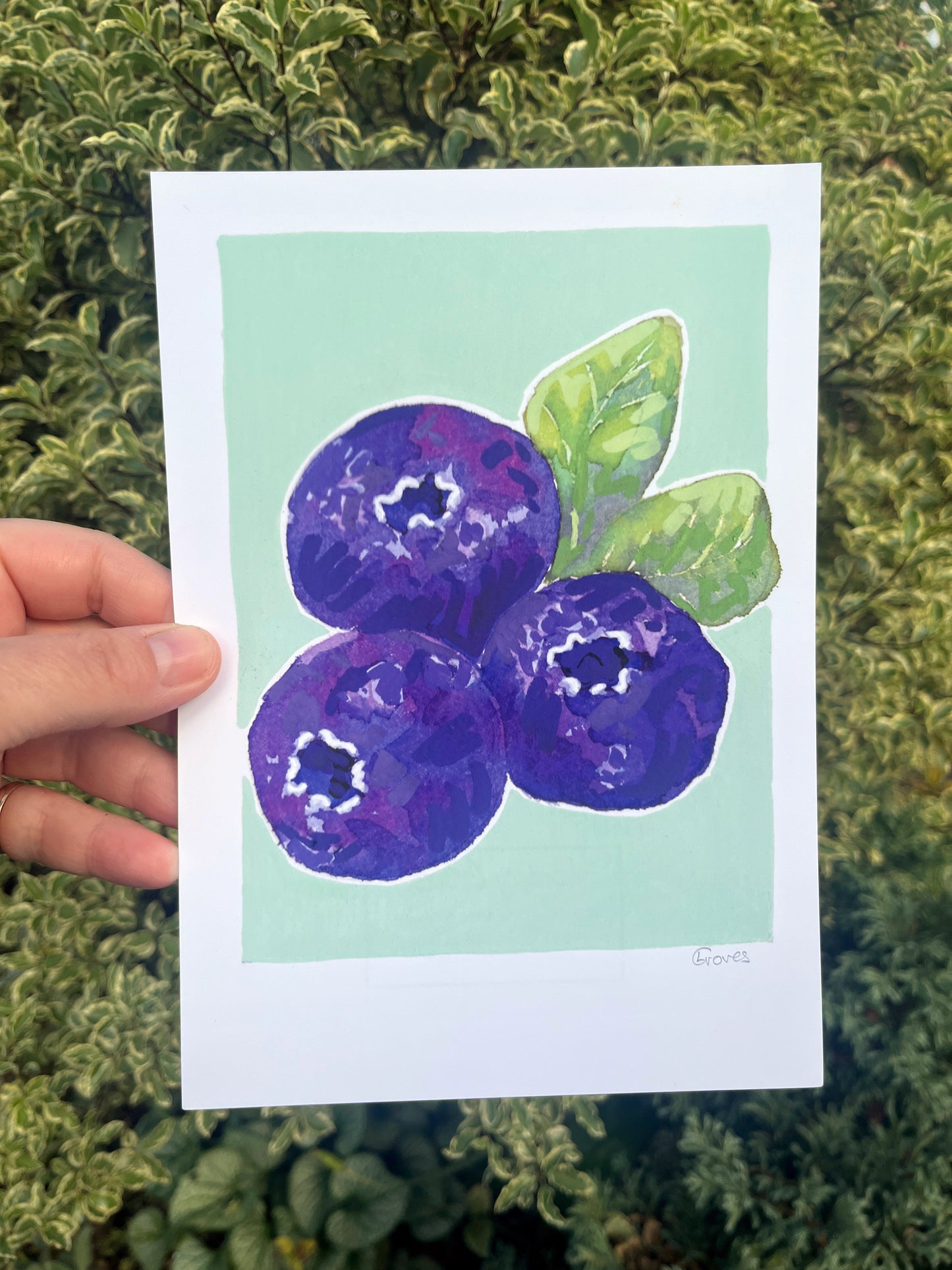 Blueberry   'Kitchen Collection'