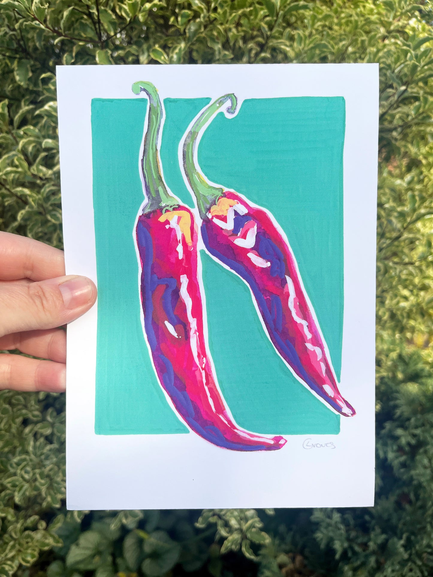 Chilli Pepper   'Kitchen Collection'