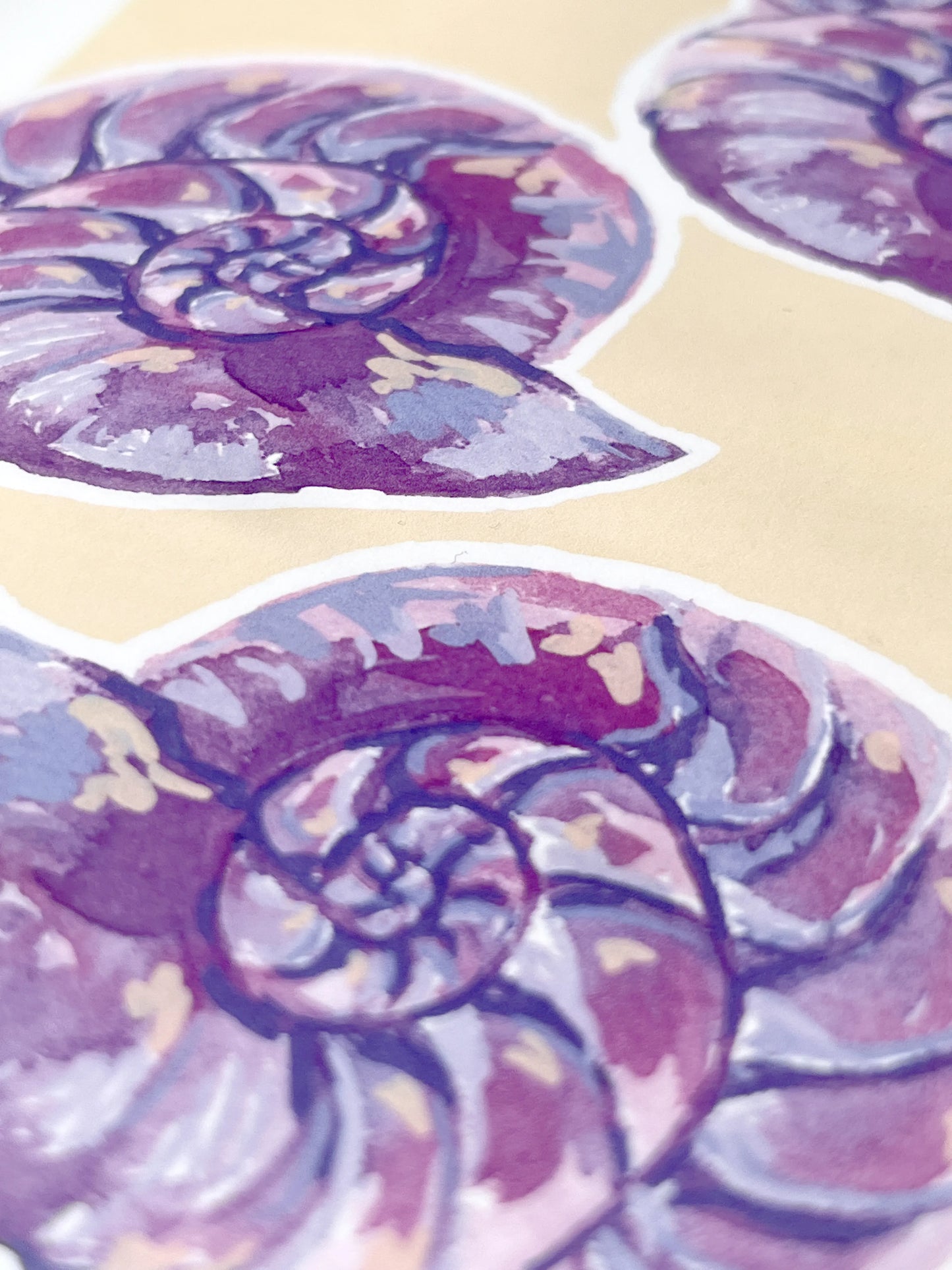 Moon shells   'Coastal Collection'