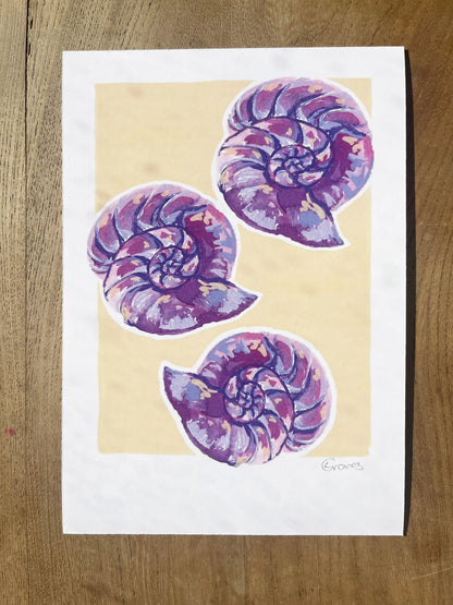 Moon shells   'Coastal Collection'