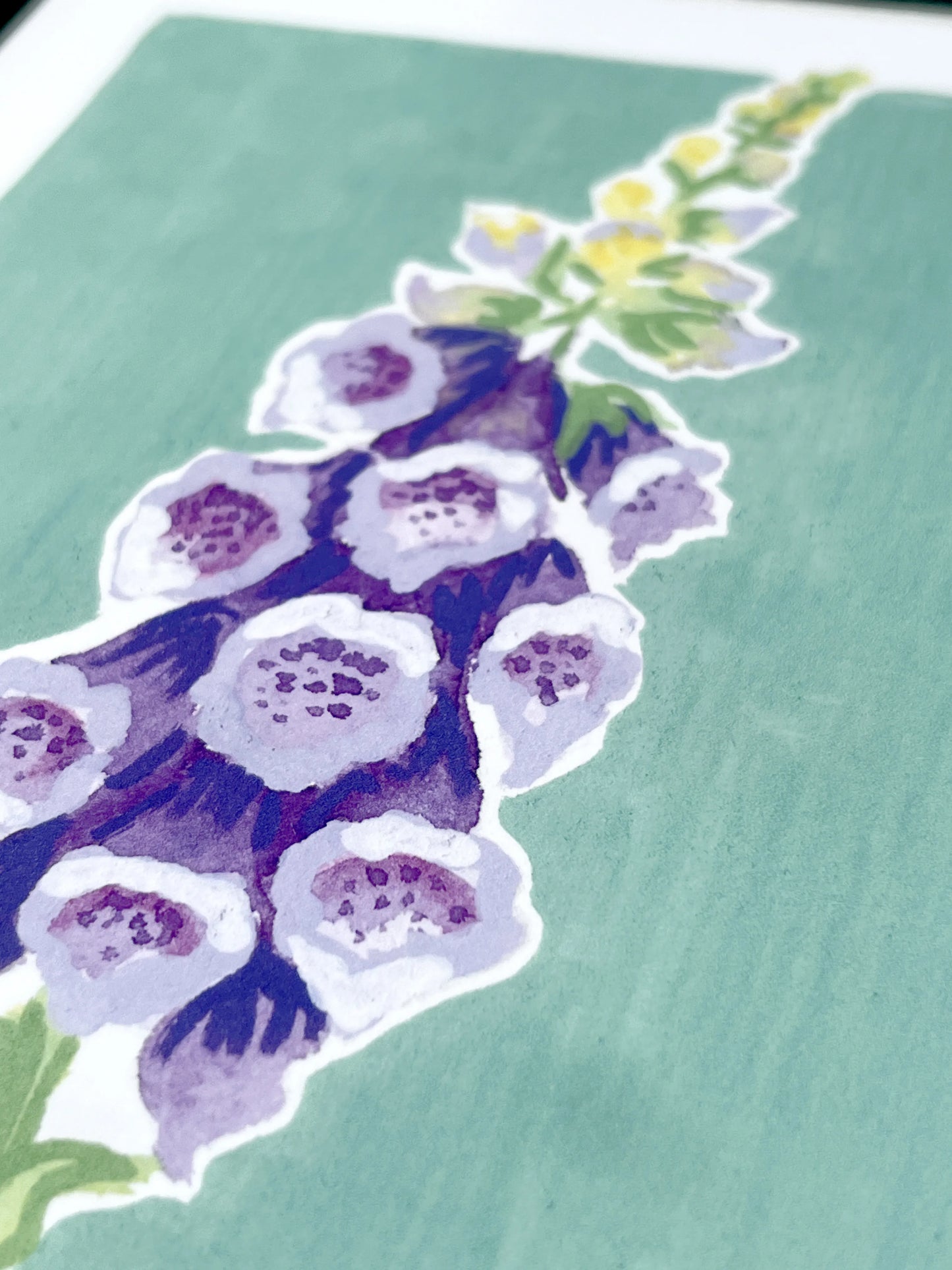 Foxglove      'Woodland Collection'