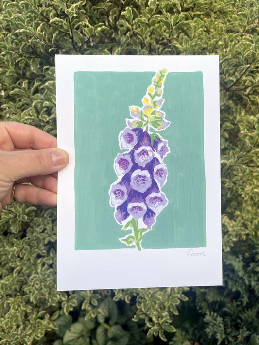 Foxglove      'Woodland Collection'