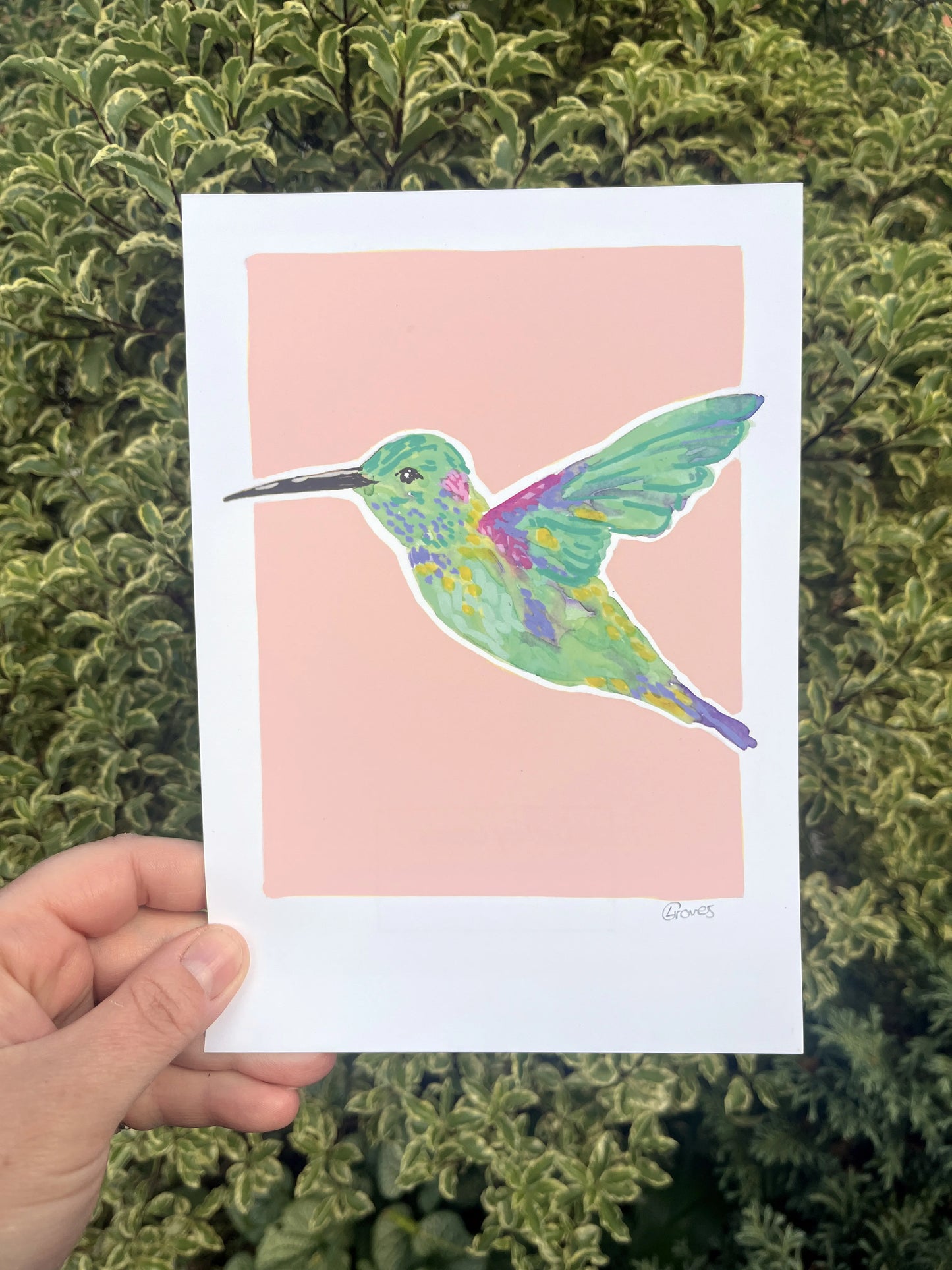 Humming Bird 01     'Bird Collection'