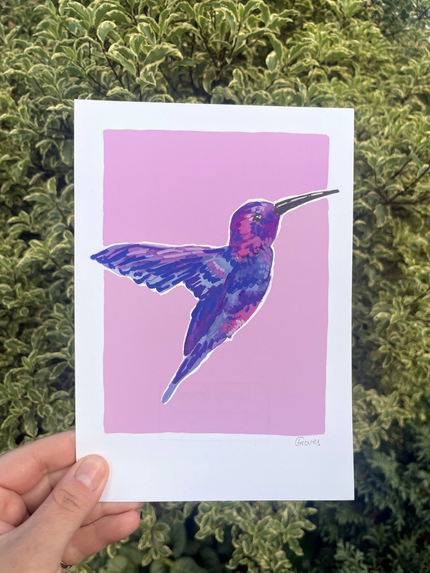Humming Bird 02     'Bird Collection'