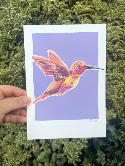 Humming Bird 03     'Bird Collection'