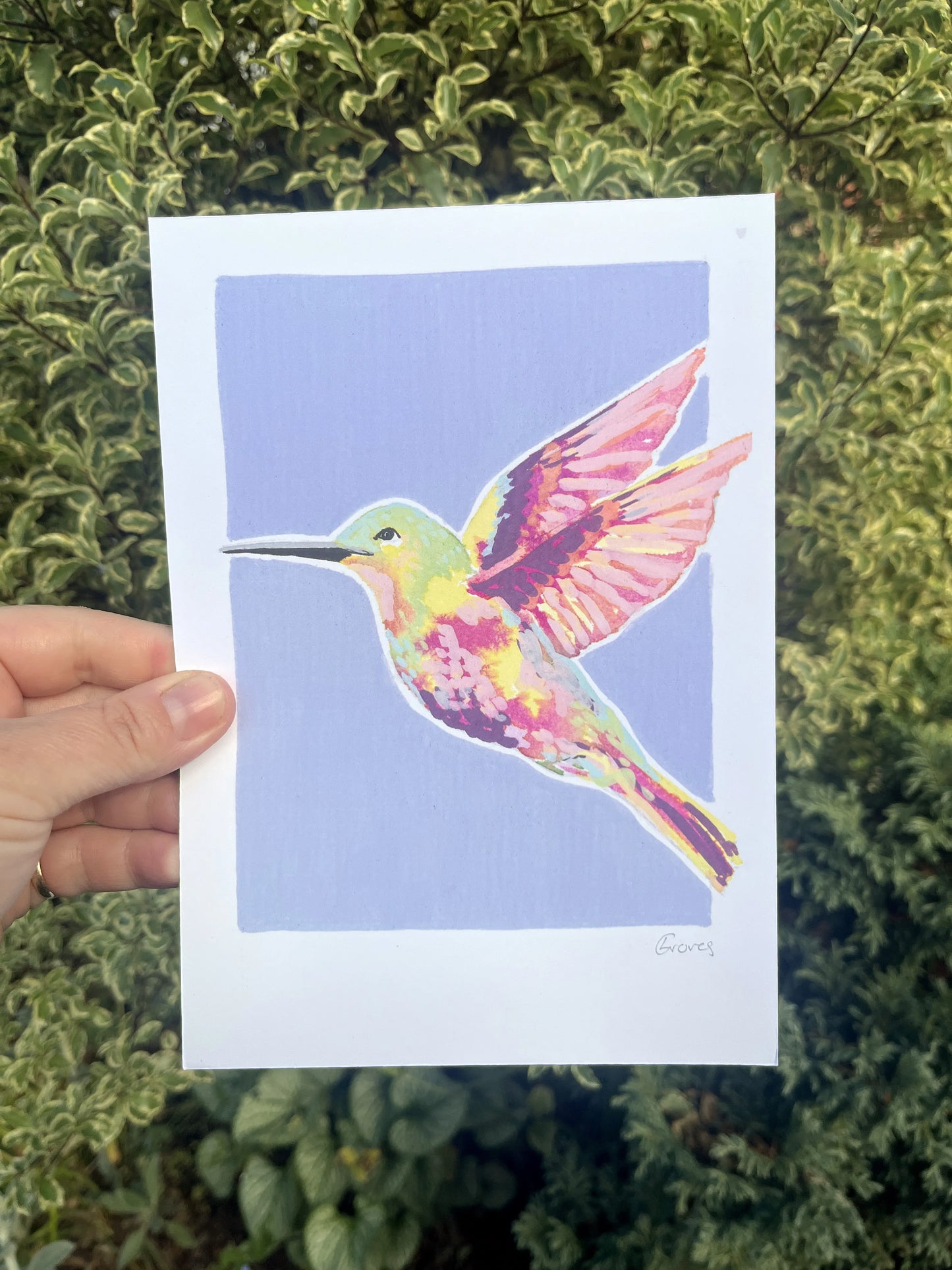 Humming Bird      'Woodland Collection'