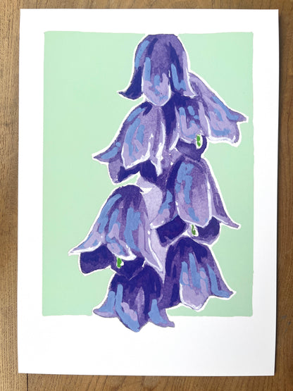 Bluebell      'Woodland Collection'