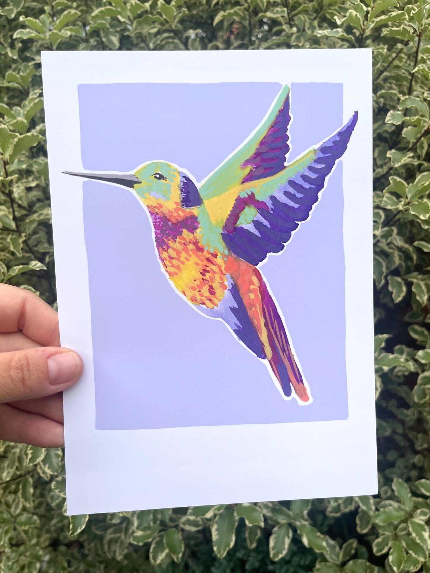 Humming Bird 07     'Bird Collection'