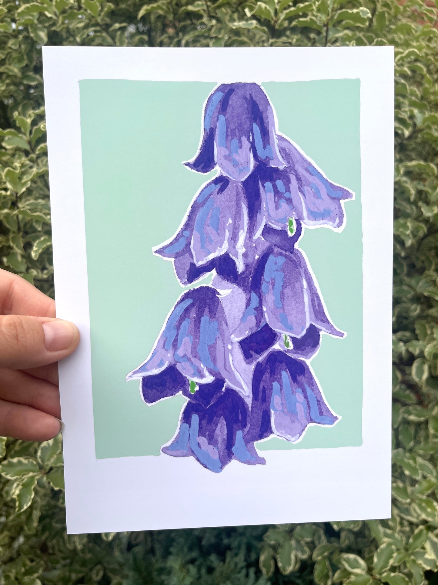 Bluebell      'Woodland Collection'