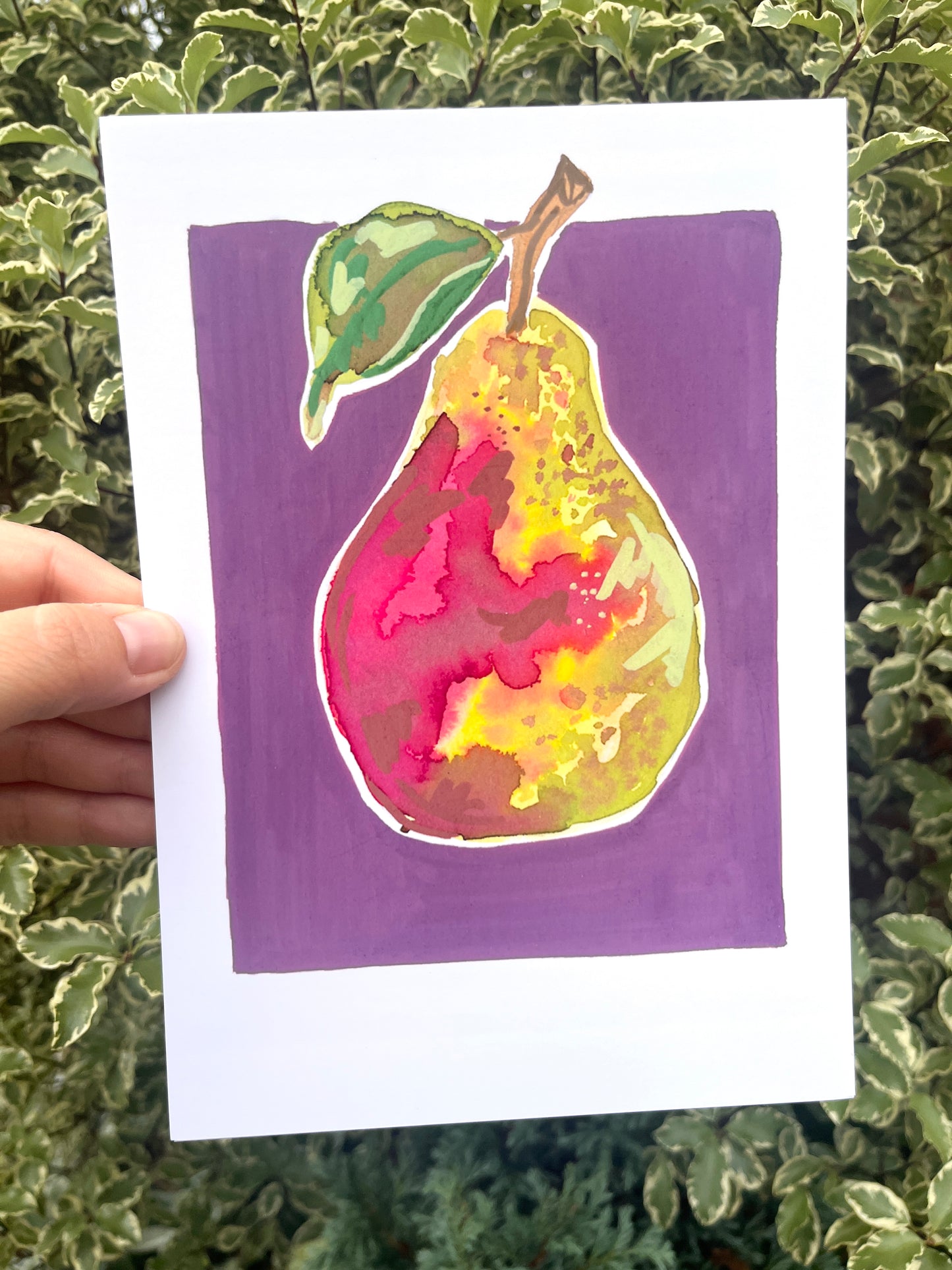 Pear   'Kitchen Collection'