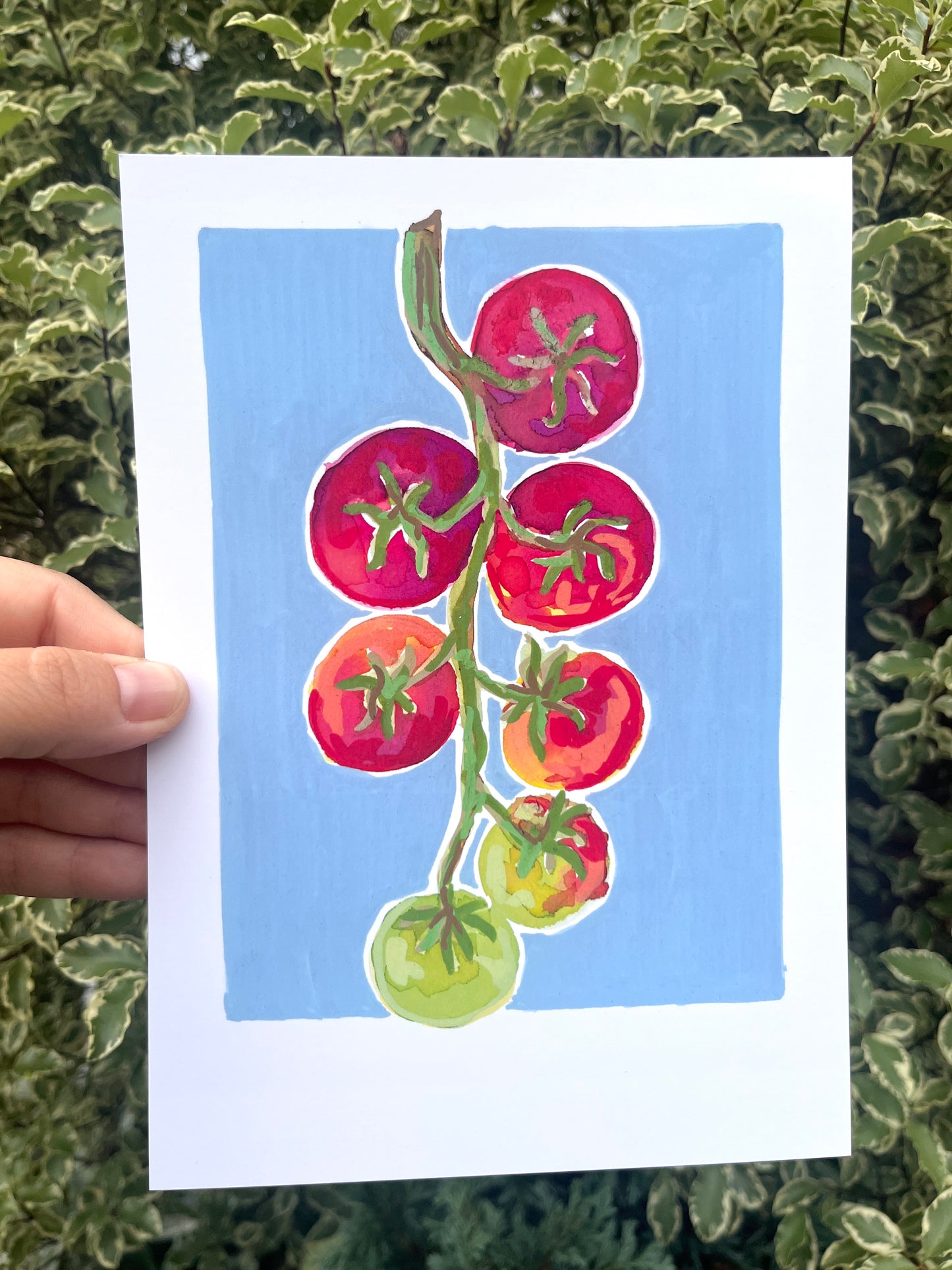 Tomato   'Kitchen Collection'