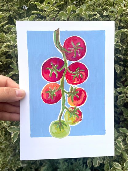 Tomato   'Kitchen Collection'