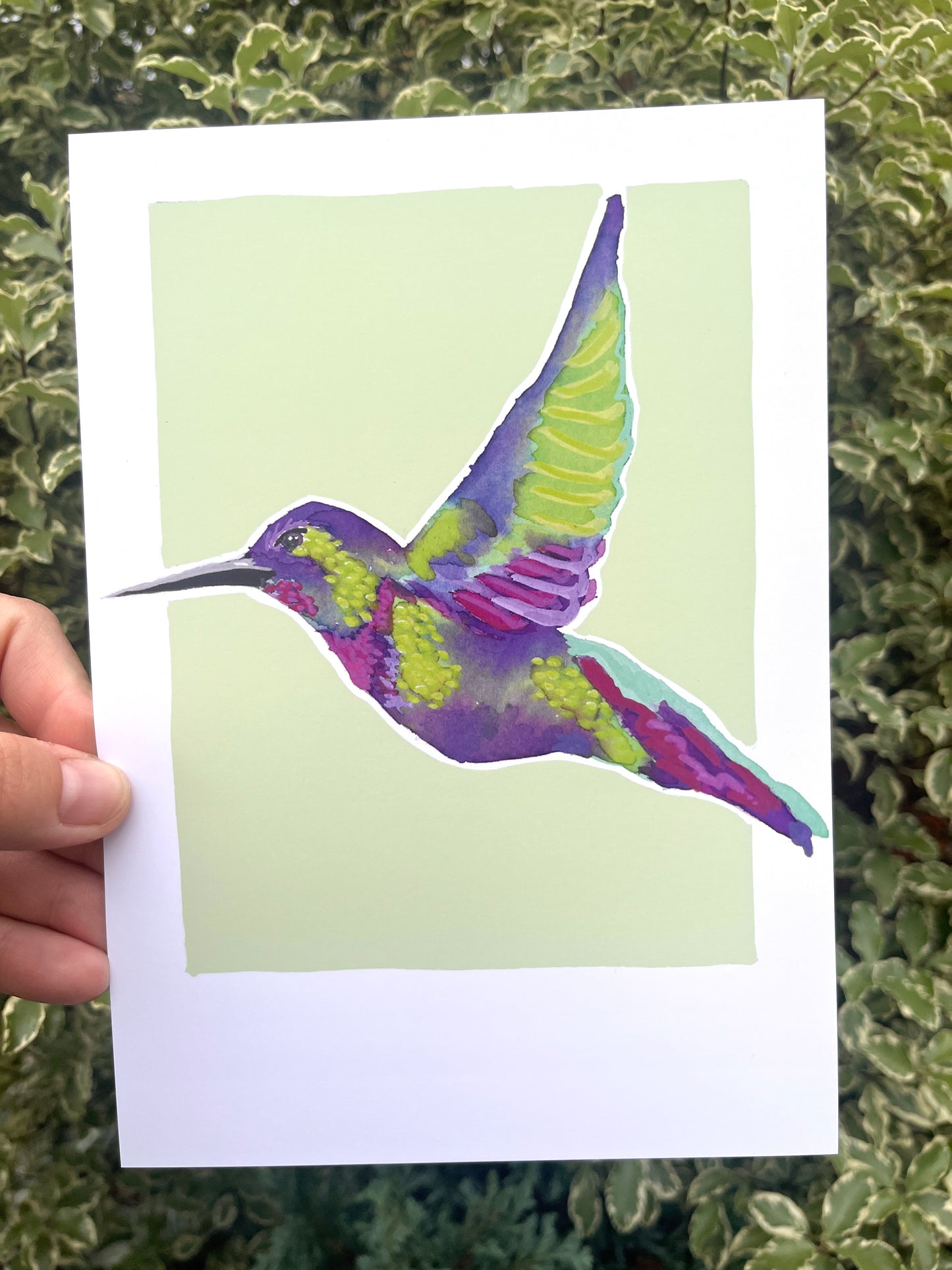Humming Bird 06     'Bird Collection'