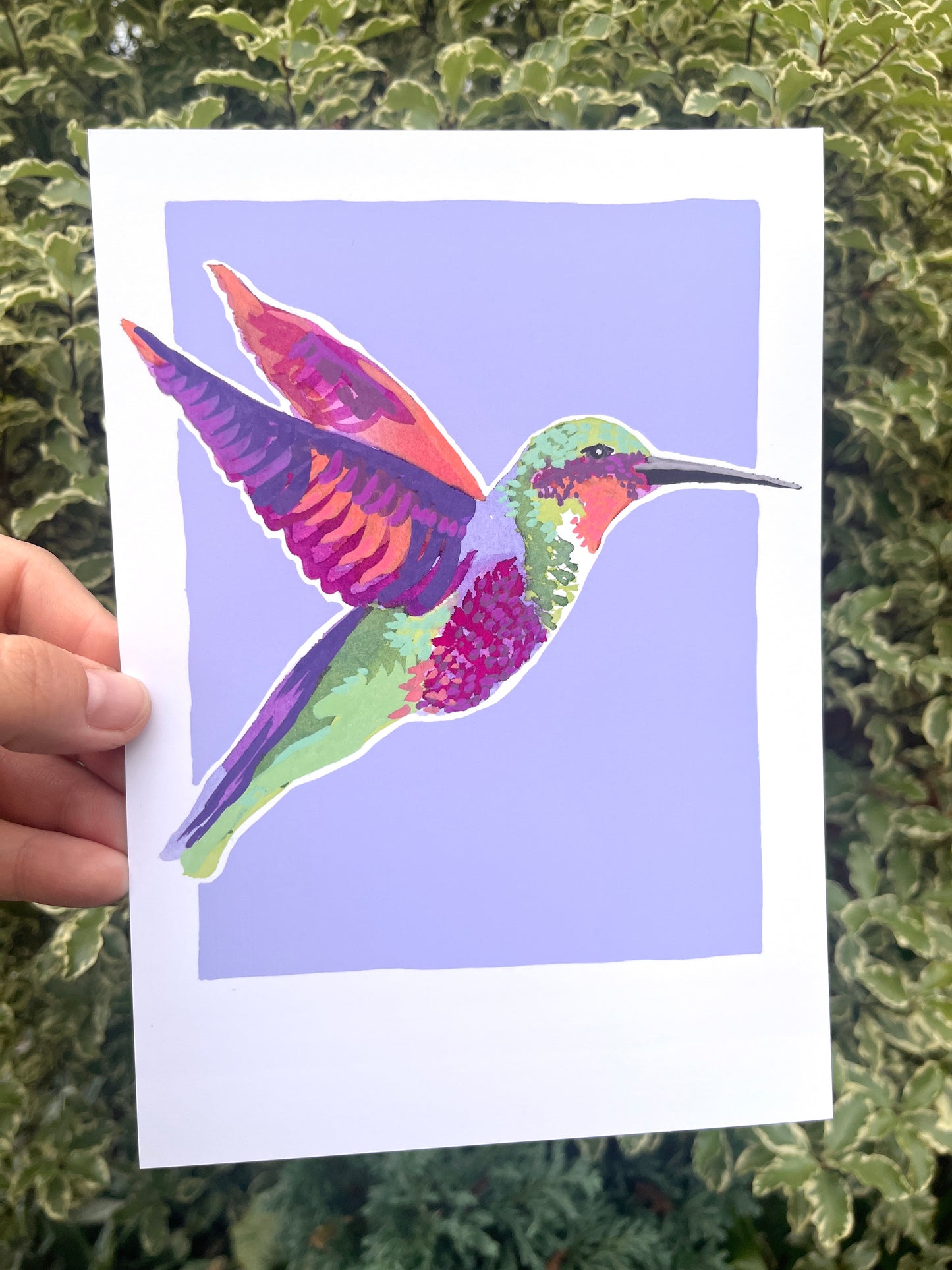Humming Bird 08     'Bird Collection'