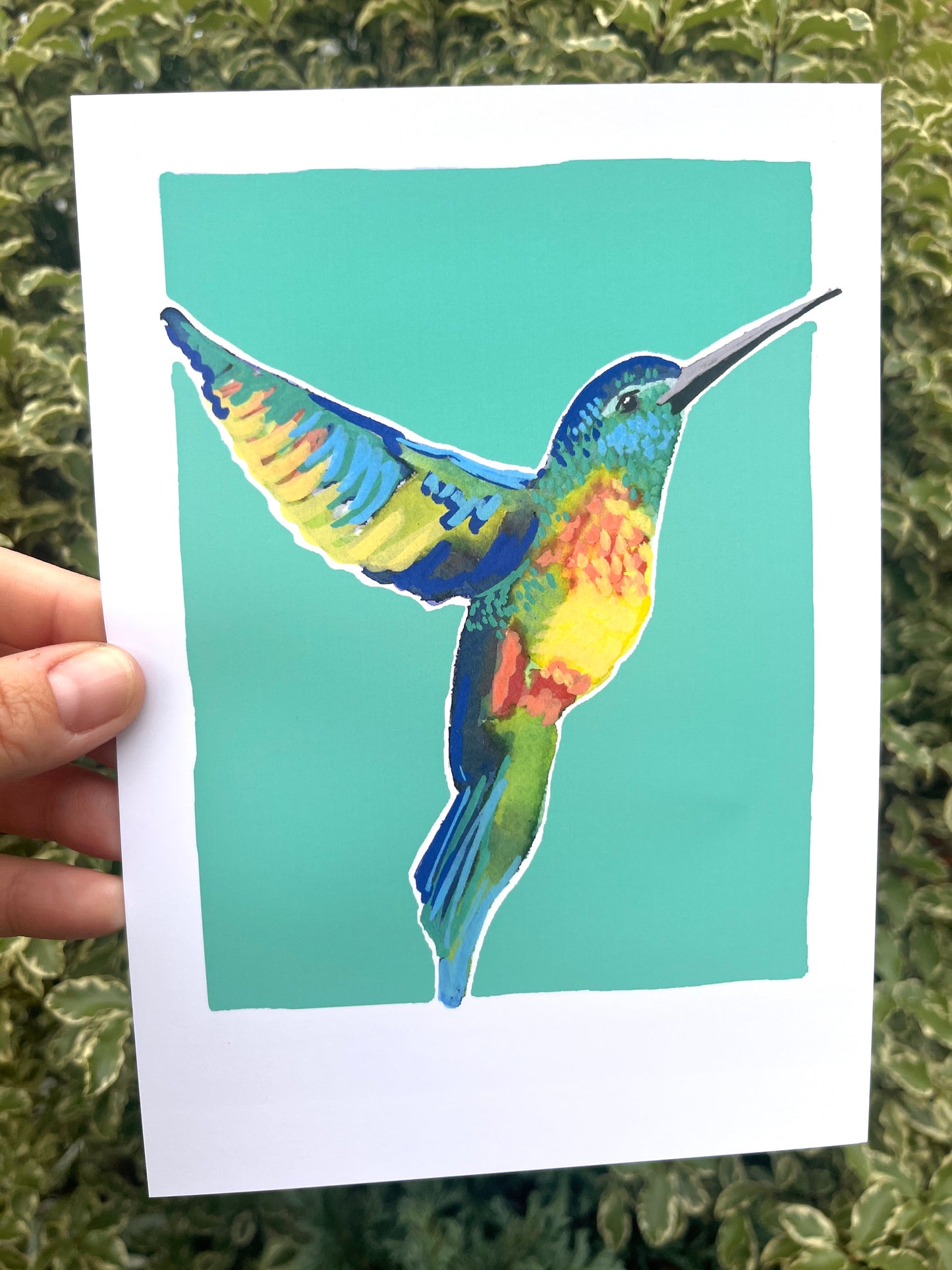 Humming Bird 010     'Bird Collection'