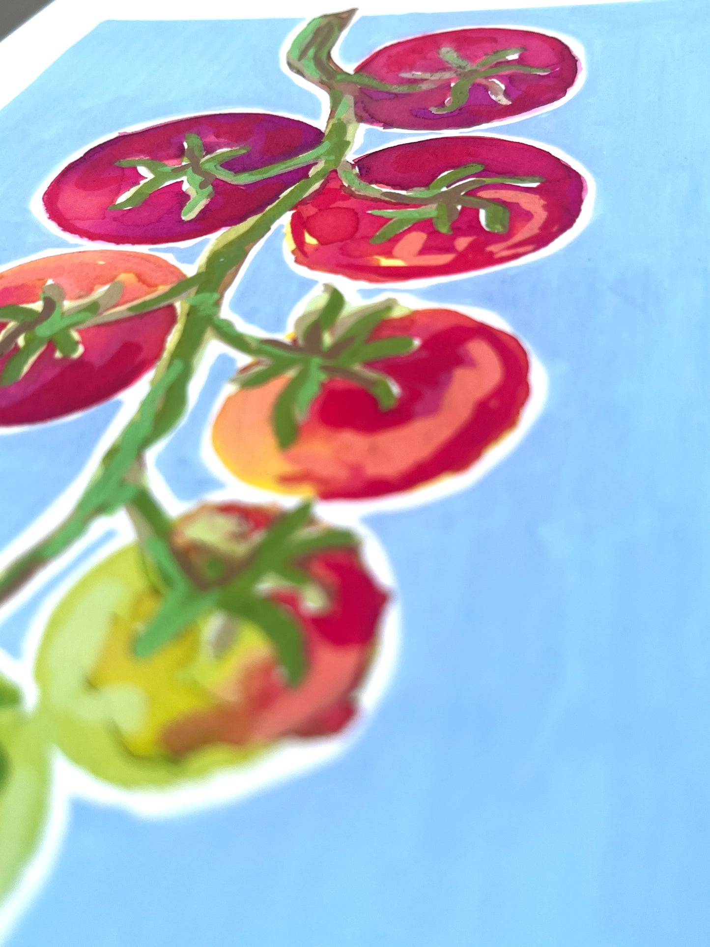 Tomato   'Kitchen Collection'