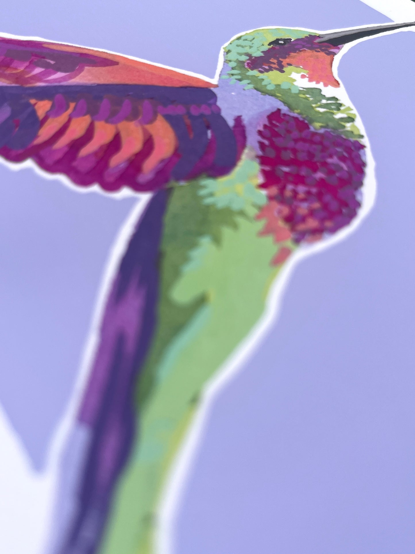 Humming Bird 08     'Bird Collection'