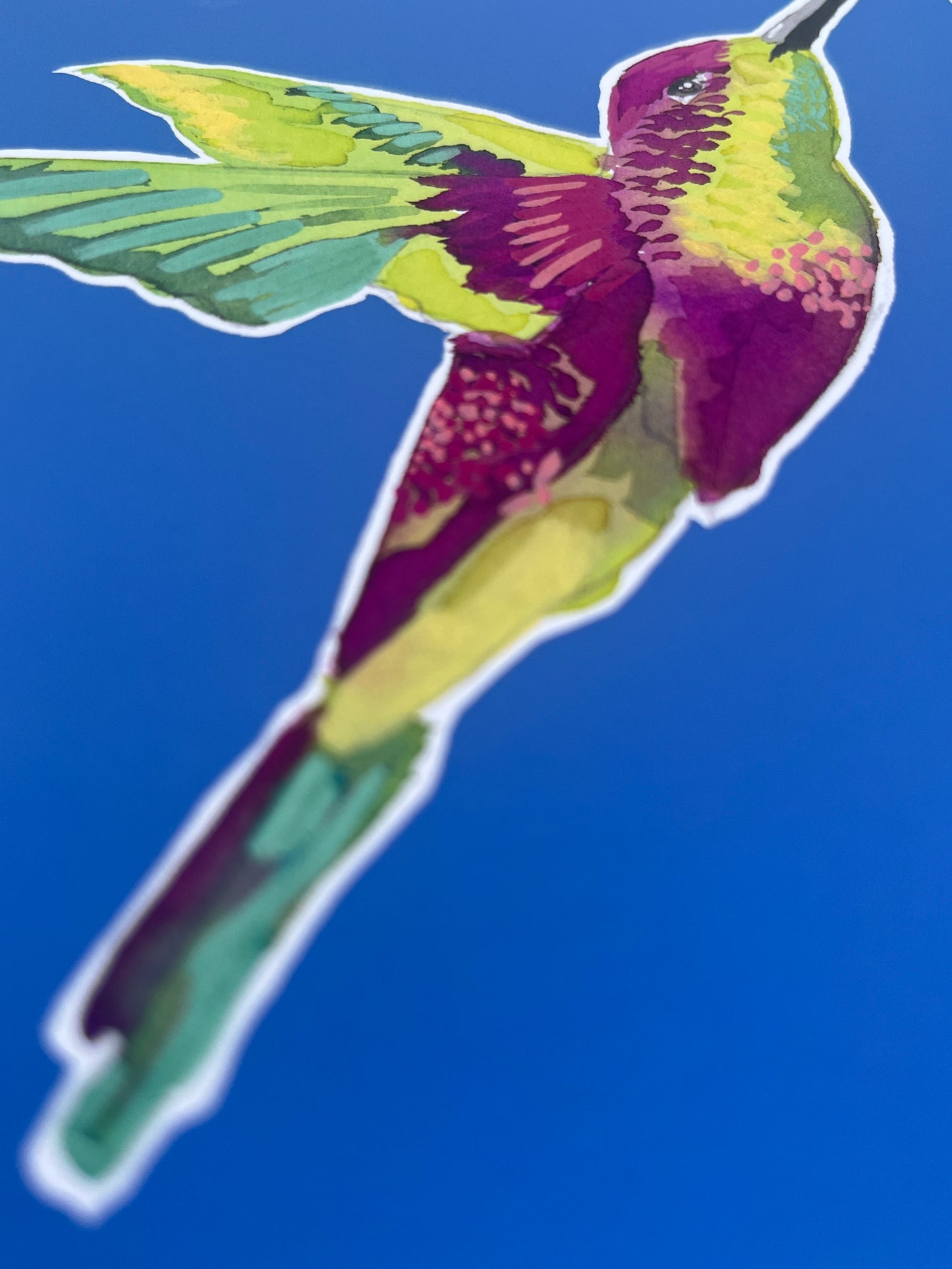 Humming Bird 05     'Bird Collection'