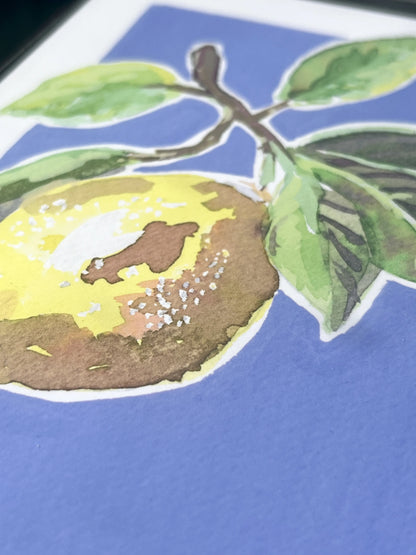 Lemon   'Kitchen Collection'