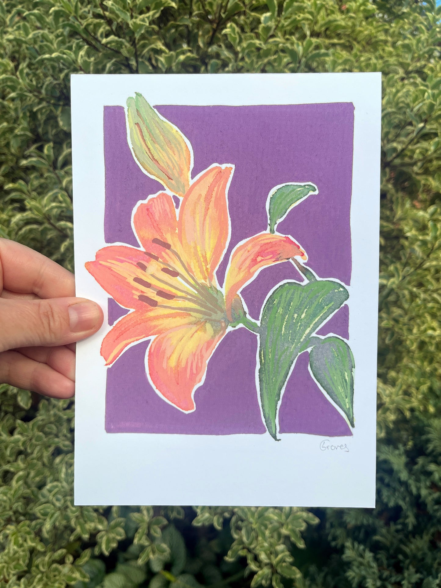 Lily      'Woodland Collection'