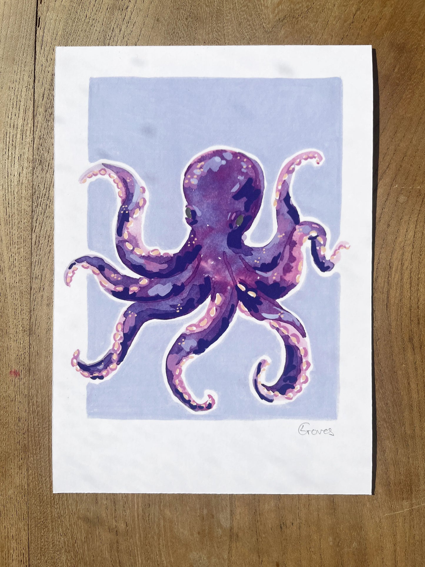 Octopus   'Coastal Collection'