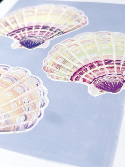 Scollop shells   'Coastal Collection'