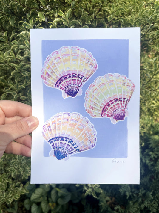 Scollop shells   'Coastal Collection'