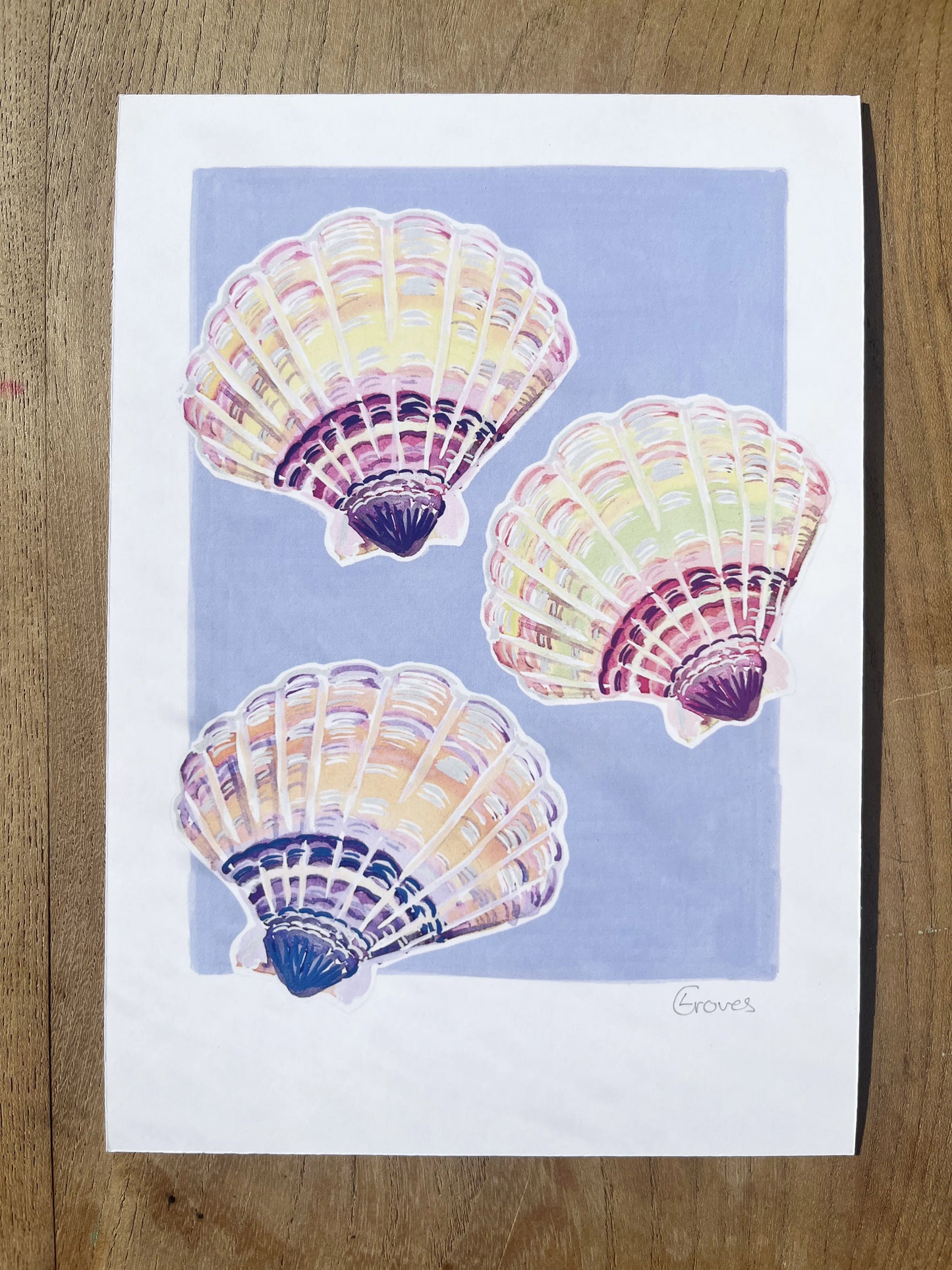 Scollop shells   'Coastal Collection'