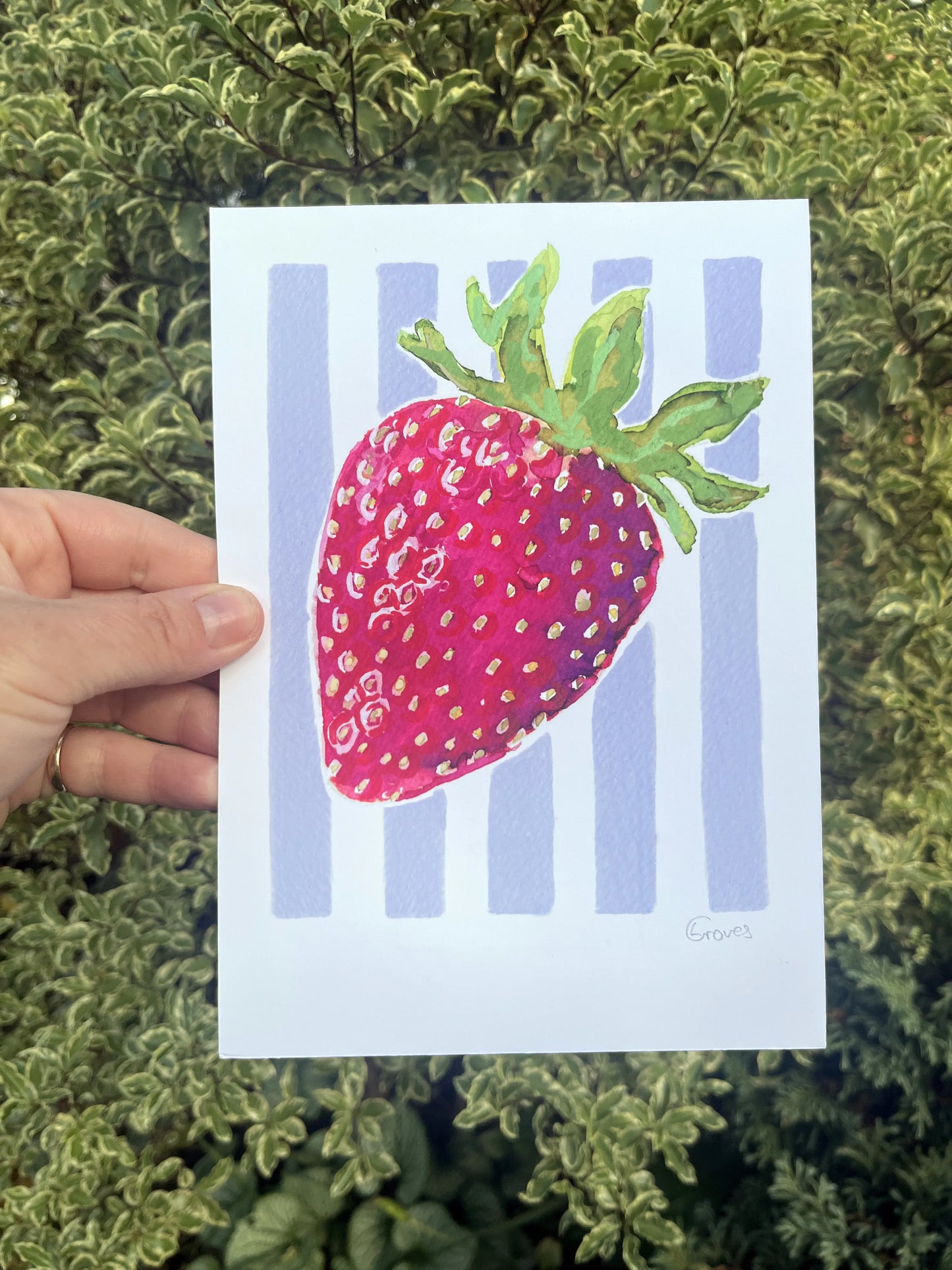 Strawberry   'Kitchen Collection'