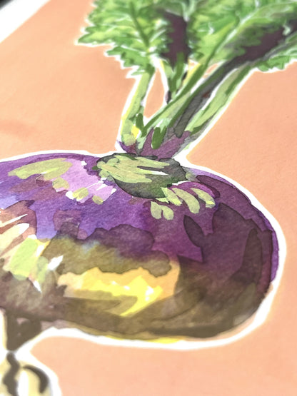 Turnip   'Kitchen Collection'